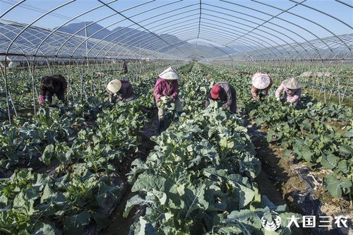 浙江仙居 发展蔬菜种植农民家庭收入逐年提高