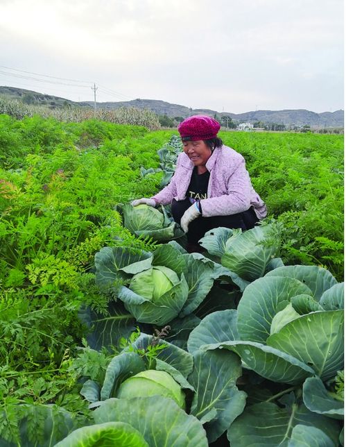 兴县康宁镇大力发展有机红薯及蔬菜种植