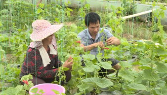 蔬菜被抢购一空 明溪这个人的蔬菜种植有门道......