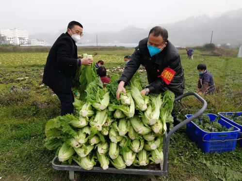 息烽洁阳蔬菜种植基地防疫期间献爱心 送菜进小区