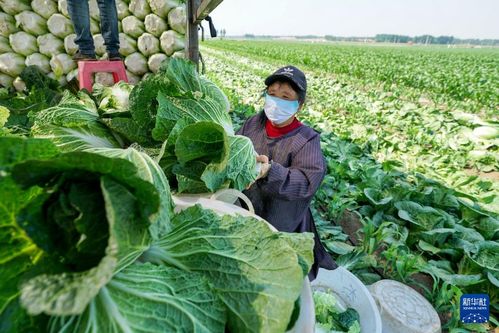 河北玉田 优质蔬菜生产丰富北京 菜篮子