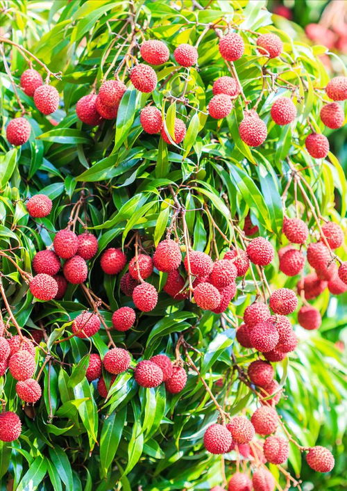 广西名优特产 荔枝,不仅是一种夏季时令水果这么简单,故事多多