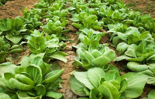 蔬菜种植小窍门 利用食用醋,产量可大大提升,无病无害