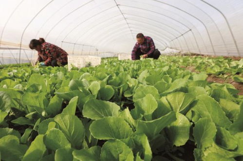 南通崇川幸福街道蔬菜种植户采收文蛤菜