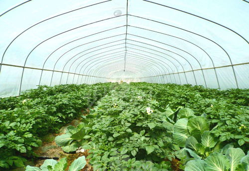 秋季降温,大棚蔬菜种植如何提升产量 延长采收期