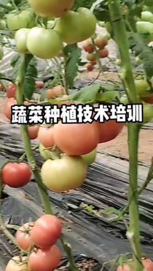 蔬菜种植技术培训