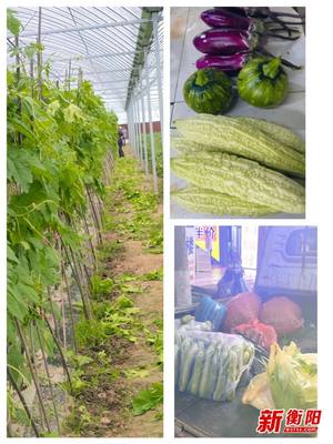 衡东县供销合作社发挥供销组织优势 推动蔬菜产业发展