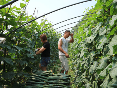 农村夫妻种植一种蔬菜,亩收入高达三万元,每天只能睡觉三个小时