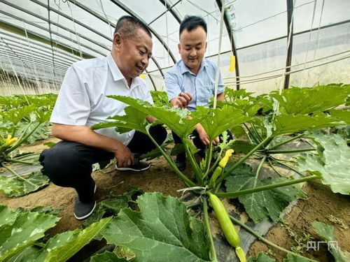 农信金融助推 格尔木红柳村产业兴乡村美