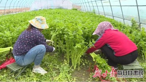 会宁大棚芹菜争 鲜 上市