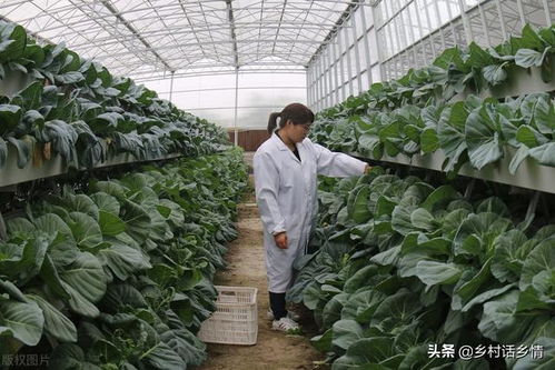 种植无公害蔬菜真的不能用化肥吗 别误解了,正确认识一下