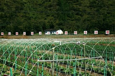 图文 | 两山蔬菜种植基地:防冻棚搭建忙