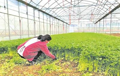 家庭农场联盟 应急保供蔬菜