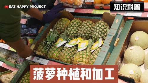 揭秘外国菠萝工厂种植和加工过程 机械化操作省时省力