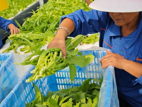 这个 植物工厂 ,首批蔬菜丰收