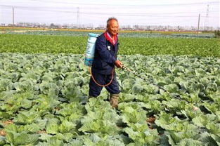 海安大公镇发展蔬菜种植业 脱水蔬菜畅销国外