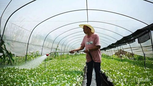 量 质 能 崇州这里正打造 天府菜村